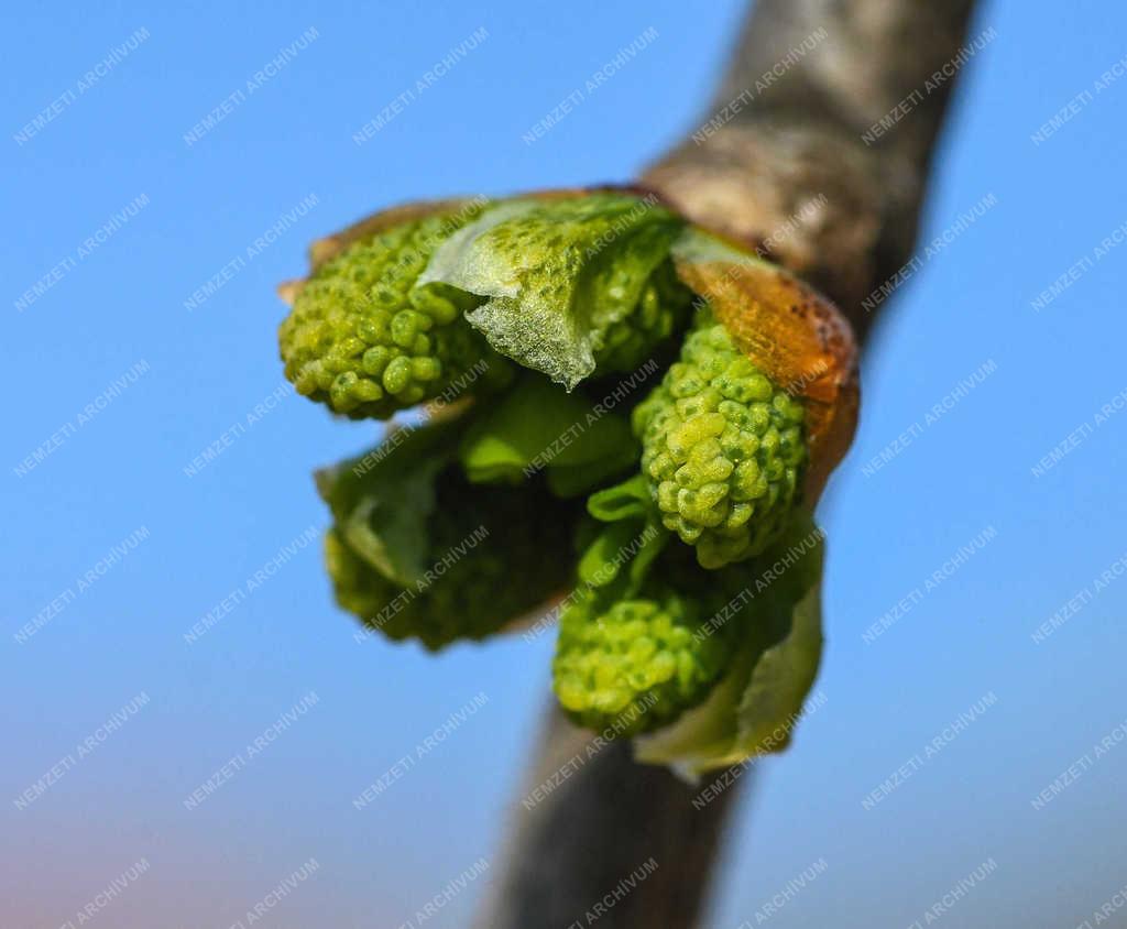 Természet - Debrecen - Tavaszi rügyfakadás