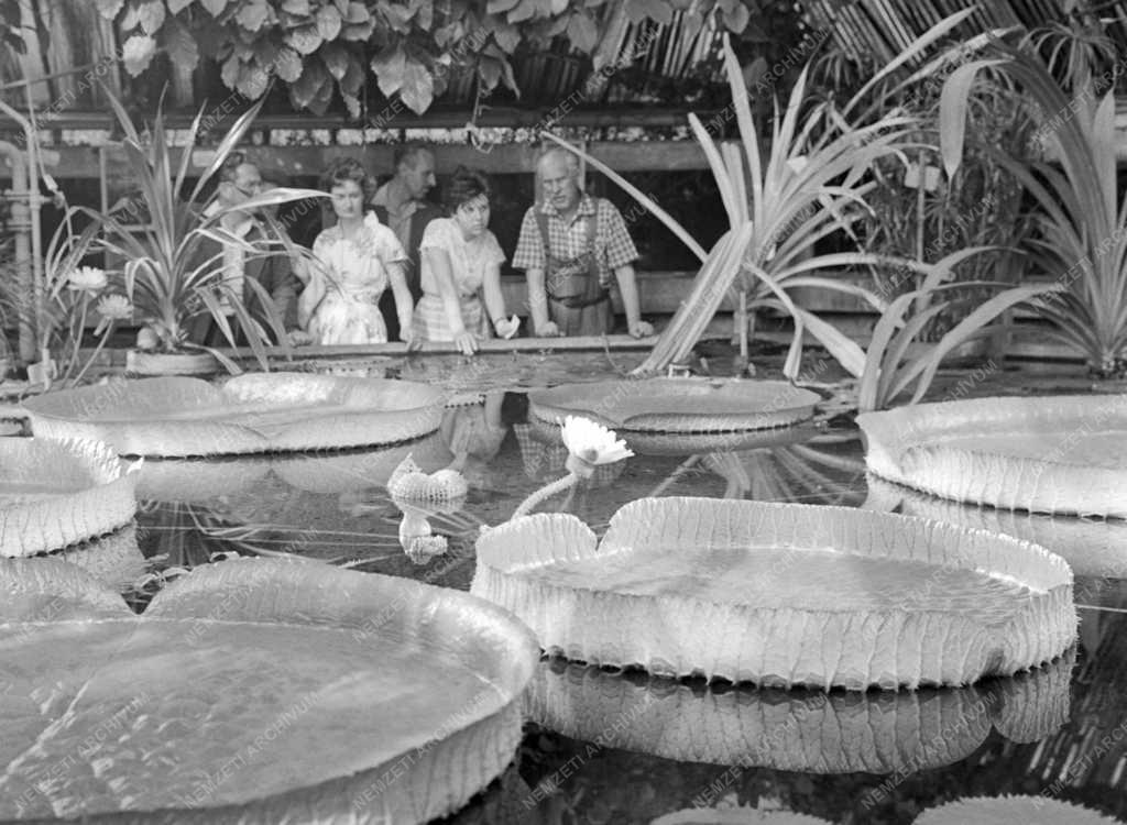 Növényvilág - Virágzó amazonasi óriás tündérrózsa 