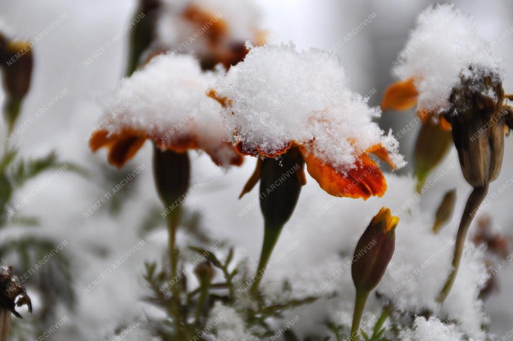 Időjárás - Tél - Behavazott virág