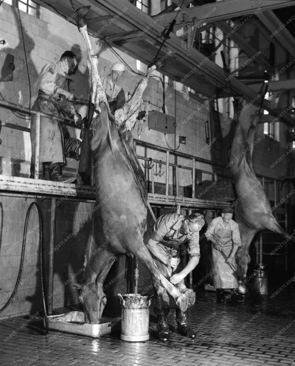 Élelmiszeripar - Lóvágóhíd