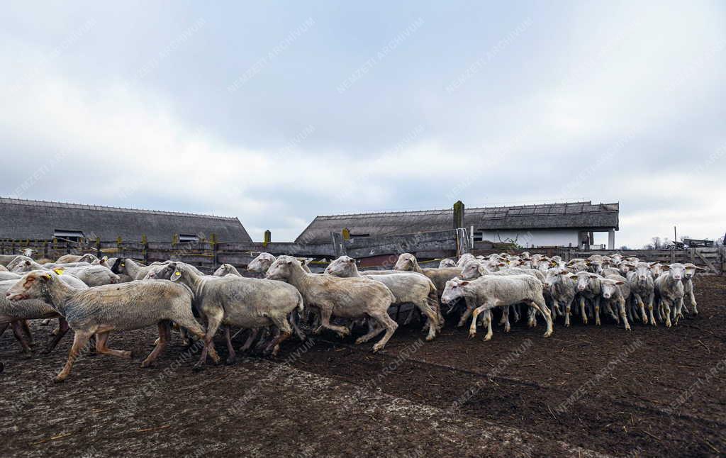 Mezőgazdaság - Kezdődik a legeltetési szezon Hortobágyon