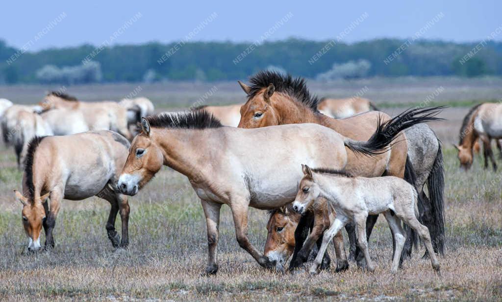Állatvilág - Hortobágy - Przewalski-lovak