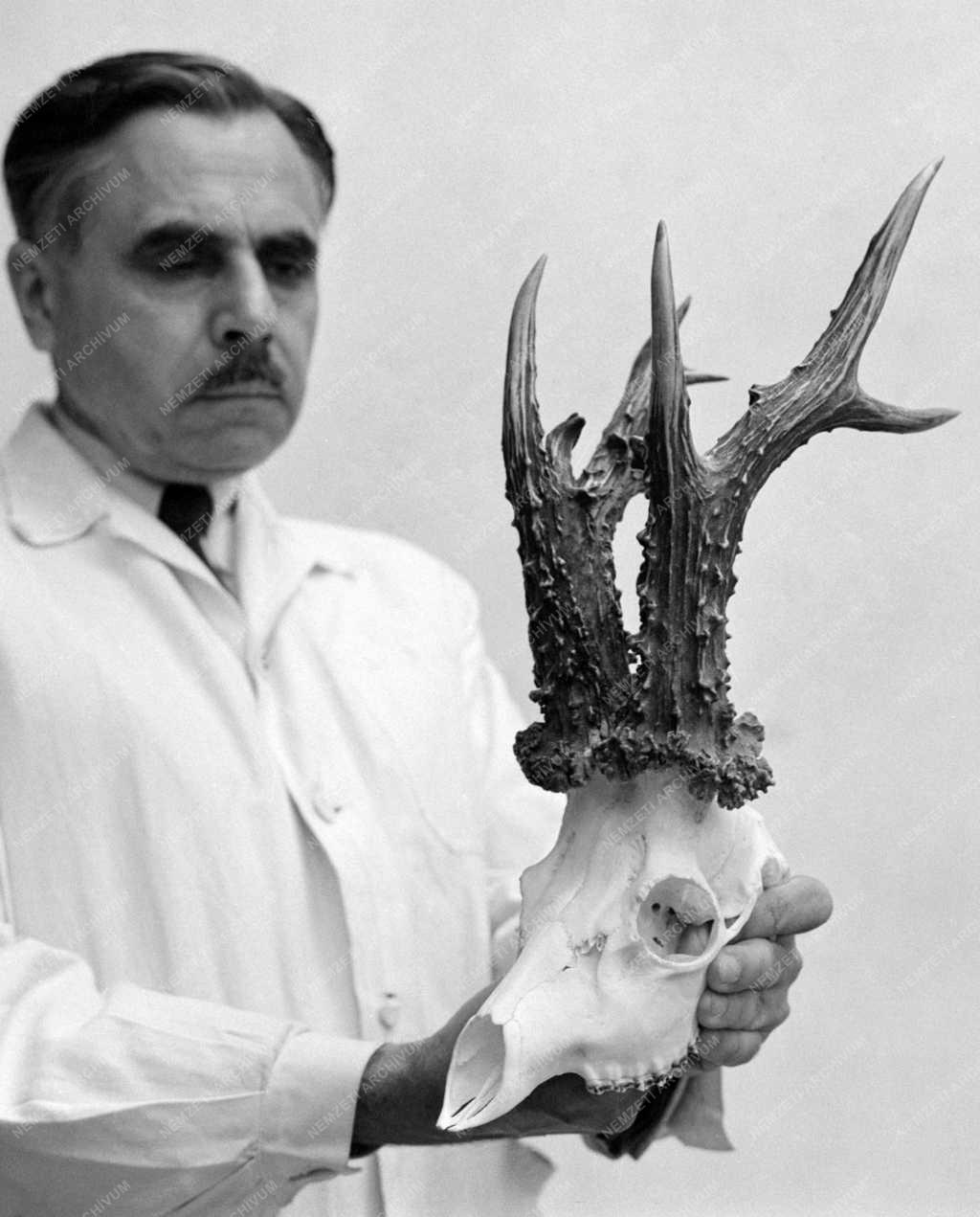 Mezőgazdaság - Érdekesség - Őzbak agancs világrekorder Magyarországon