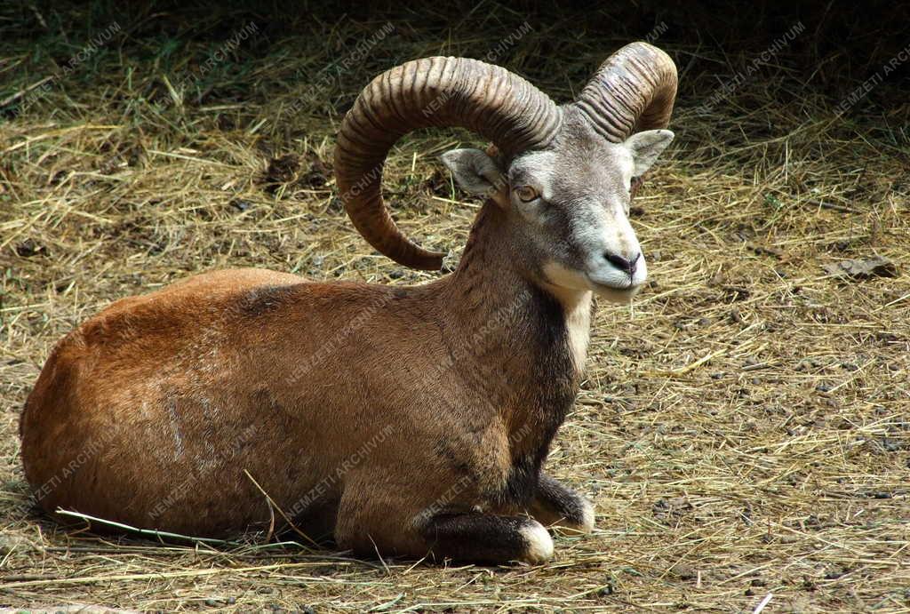 Természet - Muflon