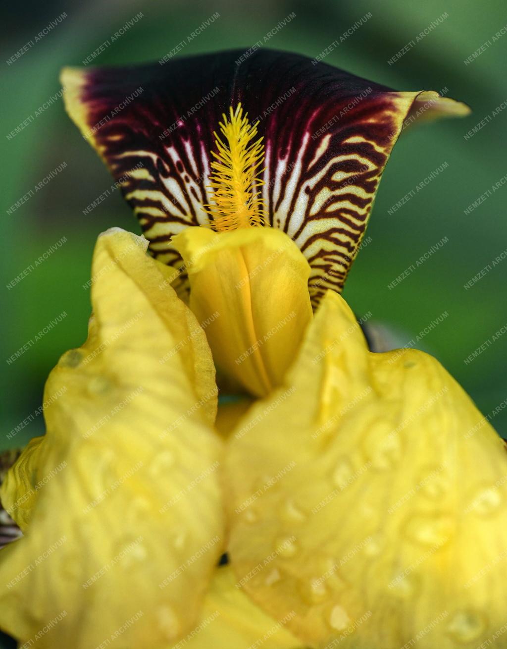 Természet - Kerti virág