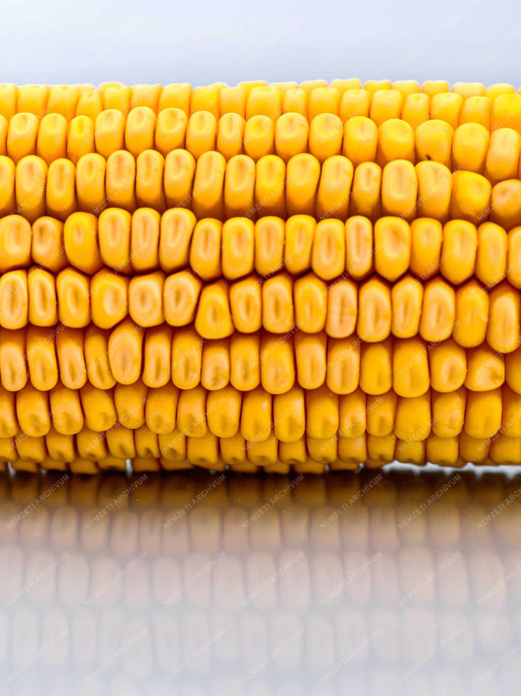 Növénytermesztés - Debrecen - Kukoricatermés