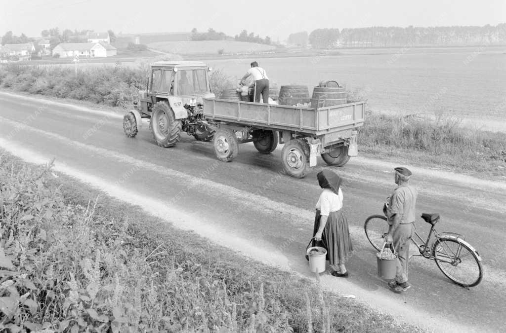 Mezőgazdaság - Életkép - Nagynyárádi szüretelők 