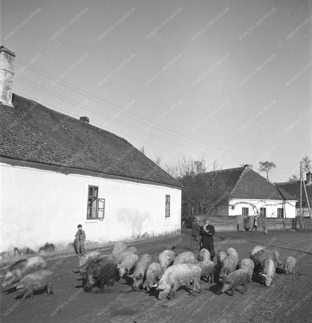 Életkép - Falusi utcakép