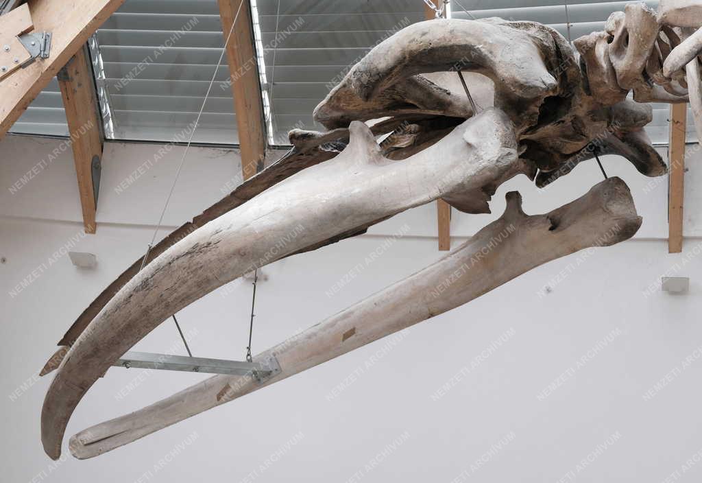 Kultúra - Budapest - Magyar Természettudományi Múzeum