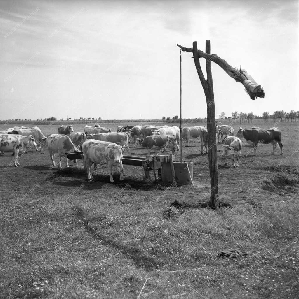 Gazdaság - Mezőgazdaság - Ezüst kalász Termelőszövetkezet