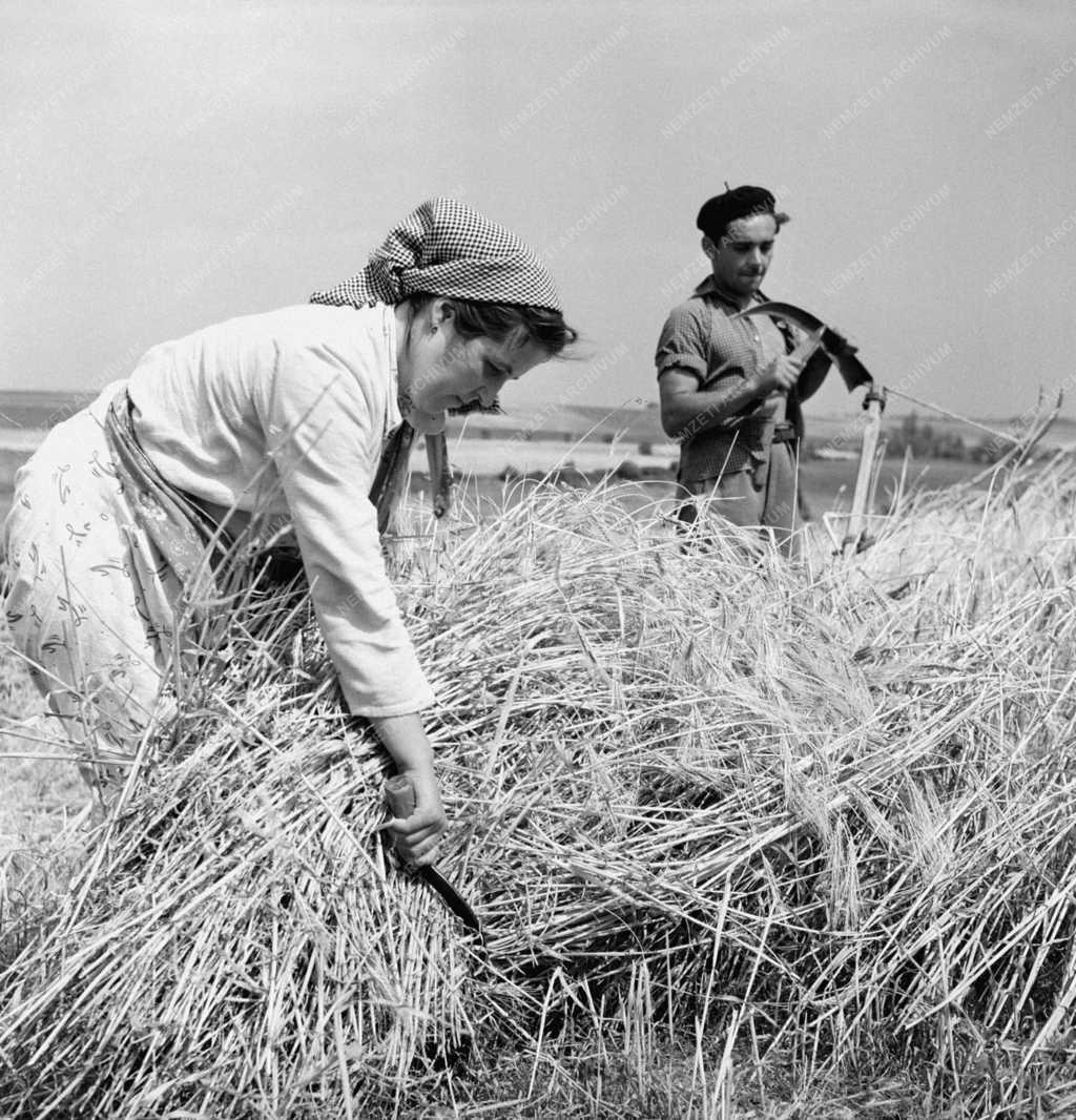 Mezőgazdaság - Aratás az erzsébeti Béke tsz-ben