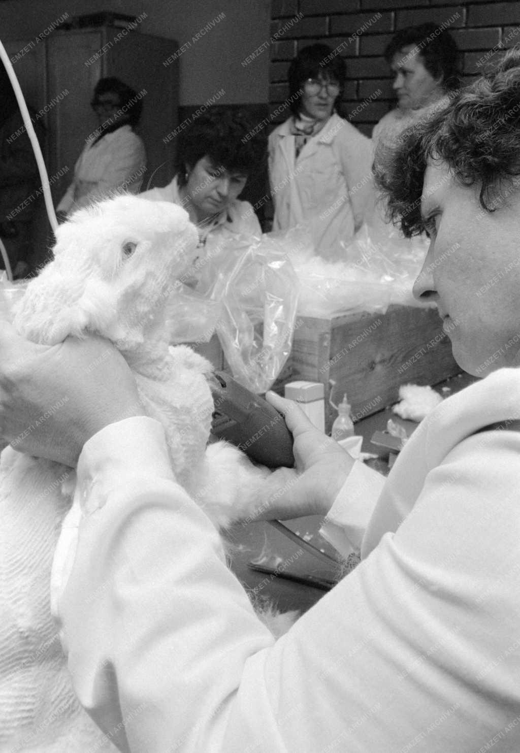 Állattenyésztés - Angóragyapjú exportra