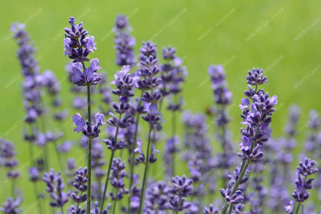 Növény - Vác - Virágzó levendula
