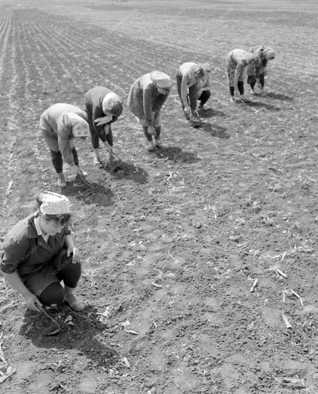 Mezőgazdaság - Kertészeti és Szőlészeti Főiskola taksonyi tangazdaság