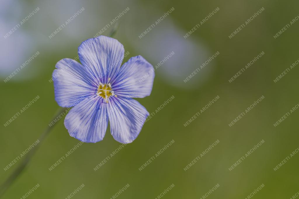 Természet - Vad len