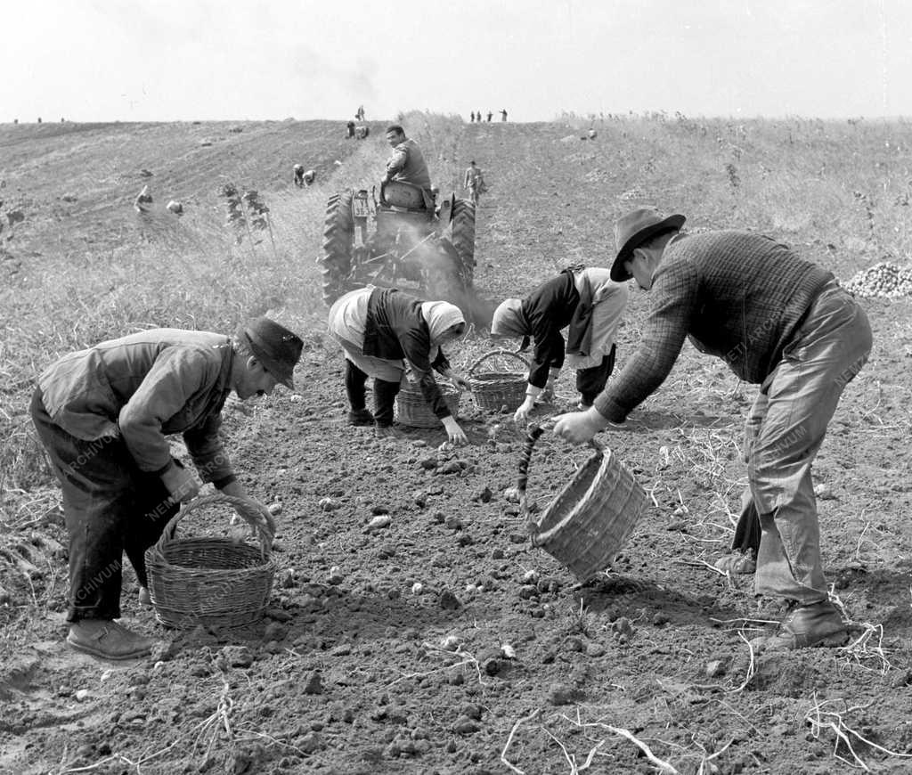 Mezőgazdaság - Betakarítás - Újbarázda Termelőszövetkezet 