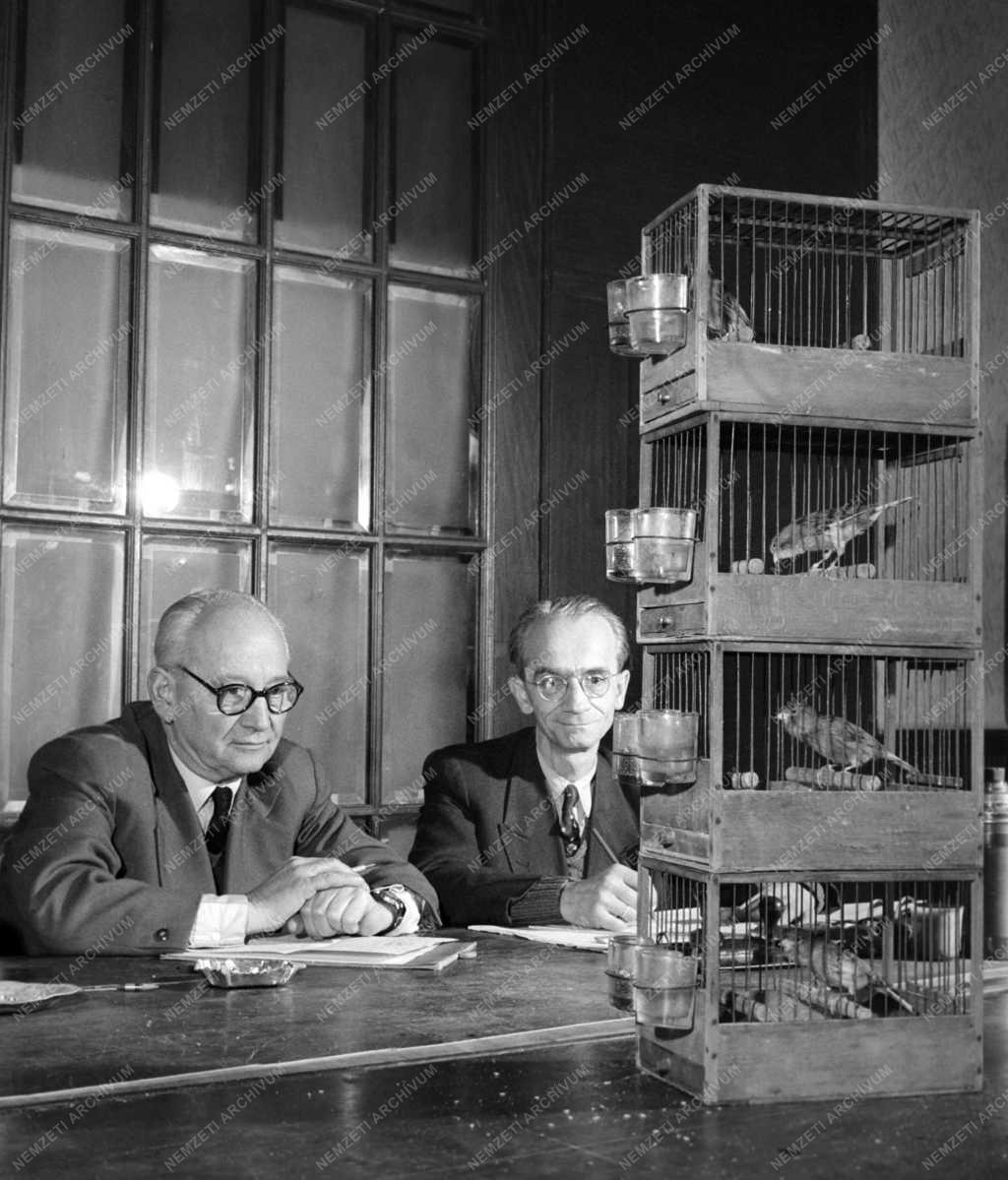 Érdekesség - Nemzetközi kanáriverseny és -kiállítás