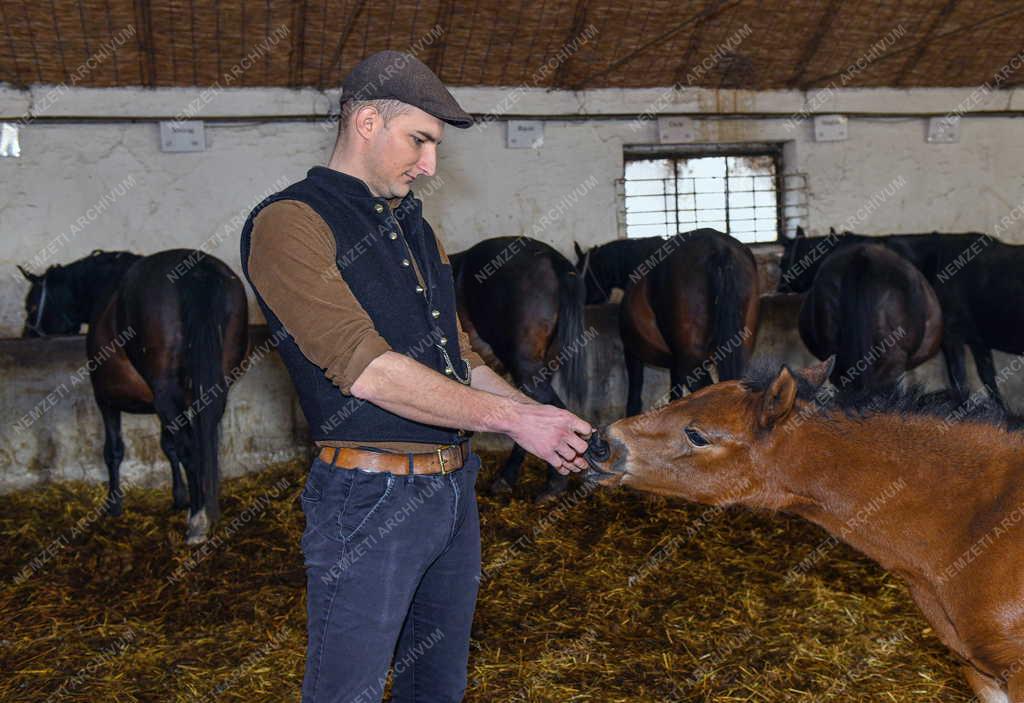 Mezőgazdaság - Állattenyésztés - Nóniusz csikók születnek a mátai ménesnél