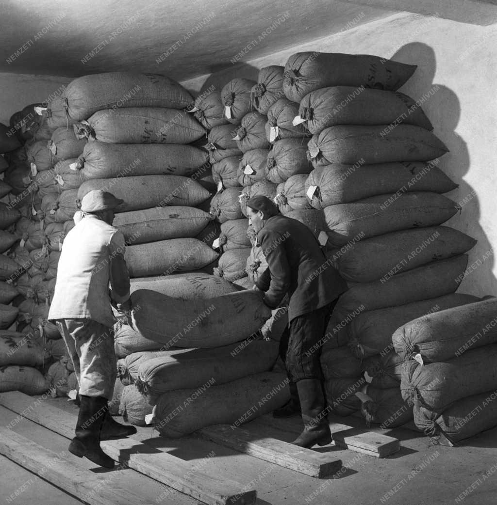 Mezőgazdaság - Gorzsai Állami Gazdaság