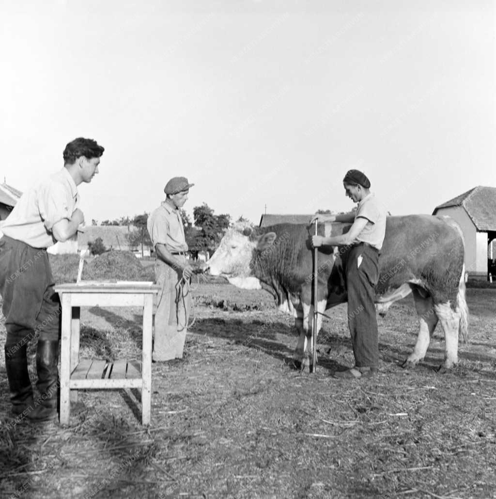 Mezőgazdaság - Állattenyésztés