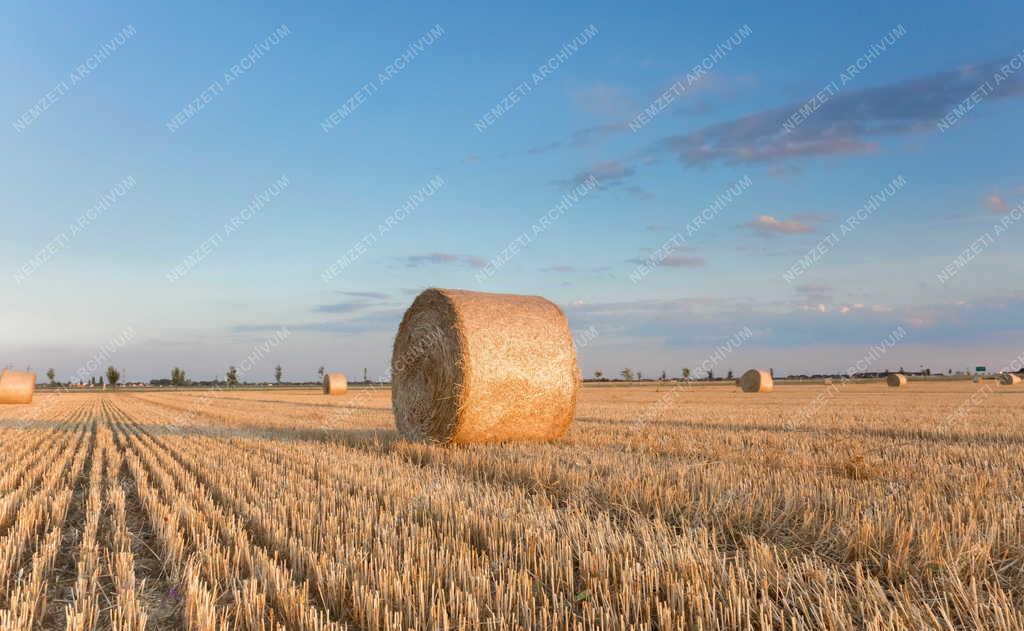 Mezőgazdaság - Szigetszentmiklós - Szalmabálák