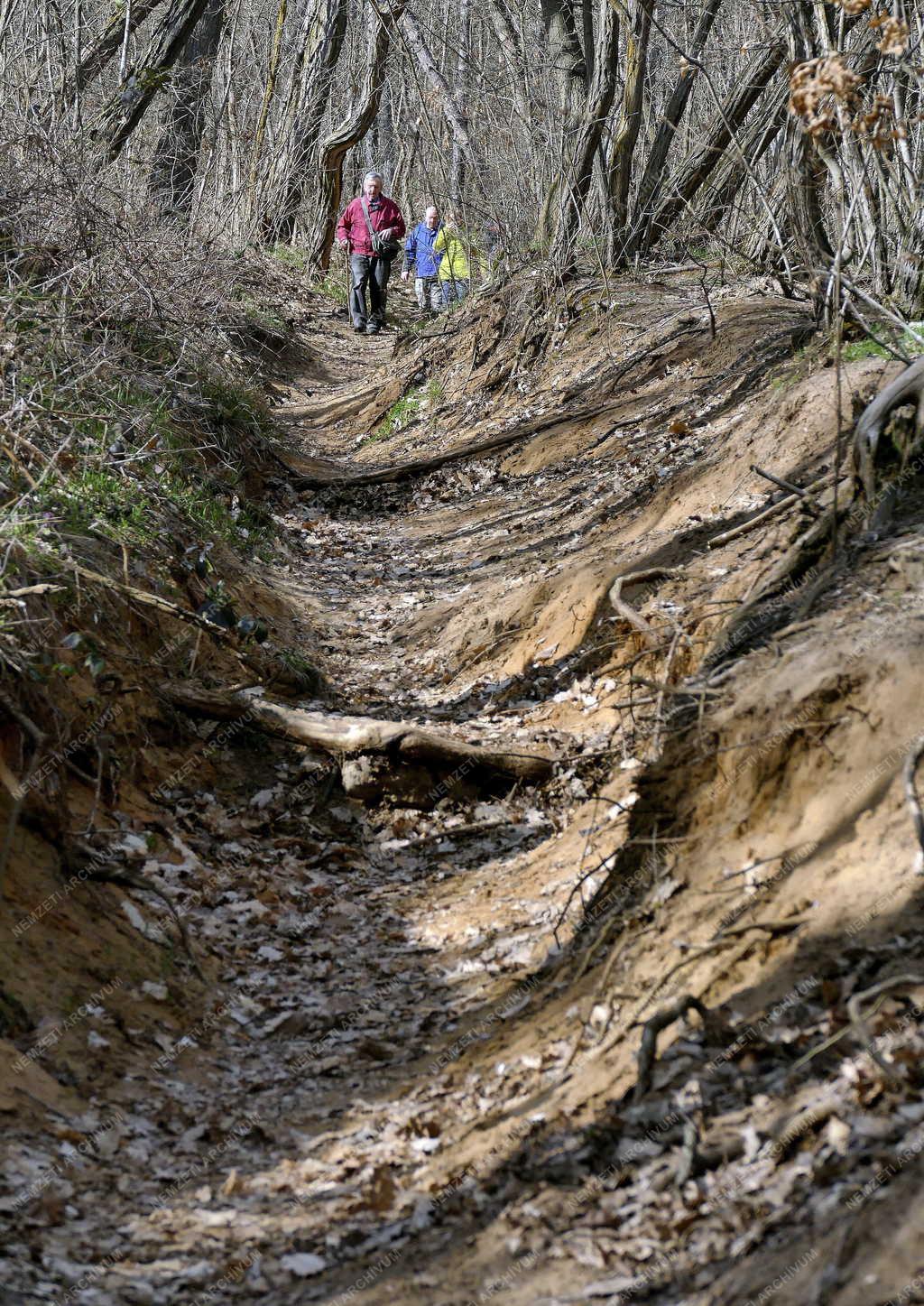 Turizmus - Piliscsaba - Nagy-Kopasz-hegyi turistaút