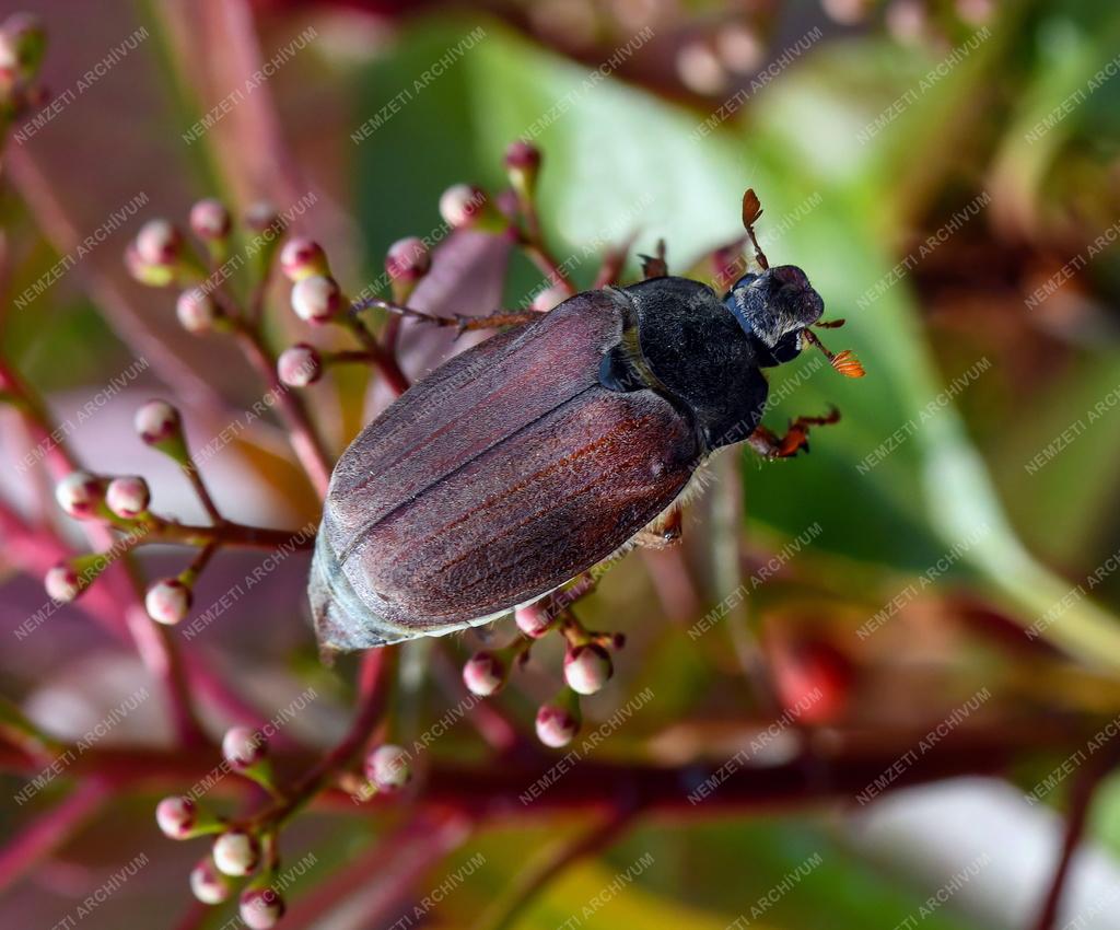 Természet - Májusi cserebogár