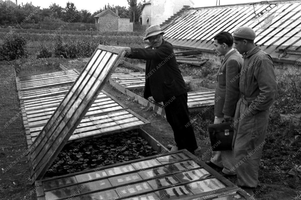 Mezőgazdaság - Soroksári újtelepes