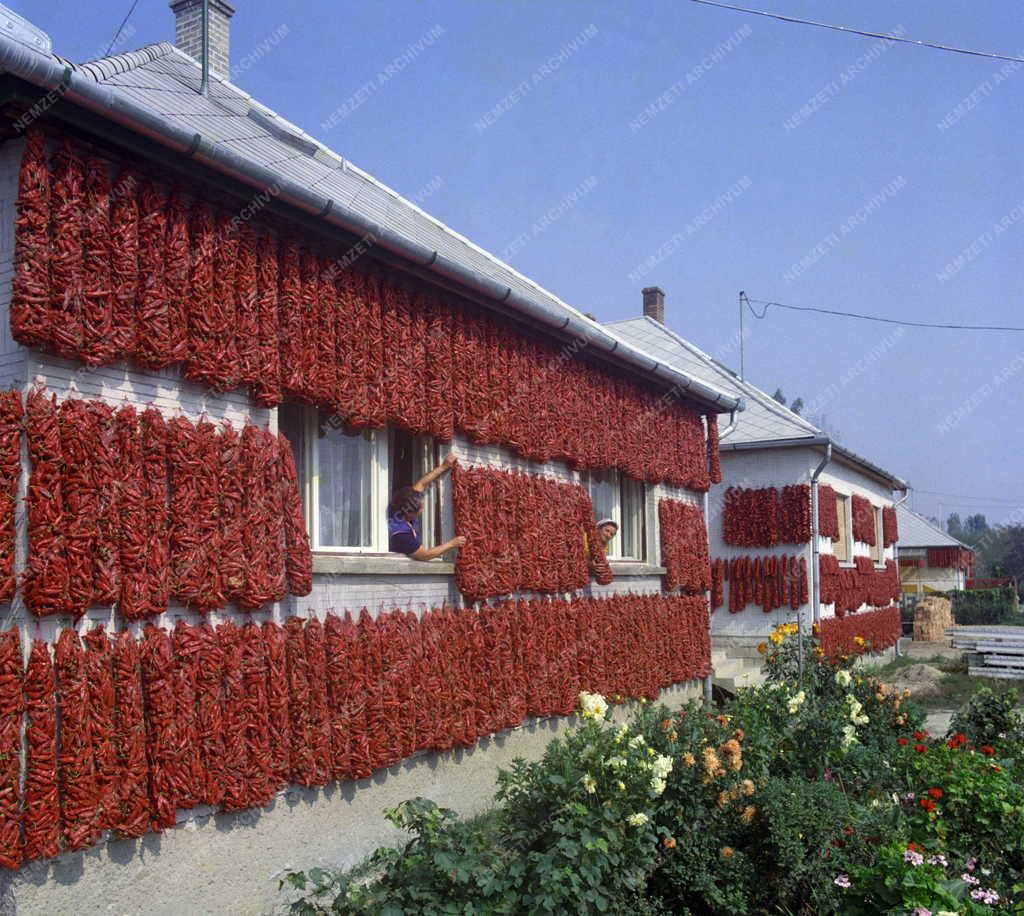 Mezőgazdaság - Háztáji - Paprikaház