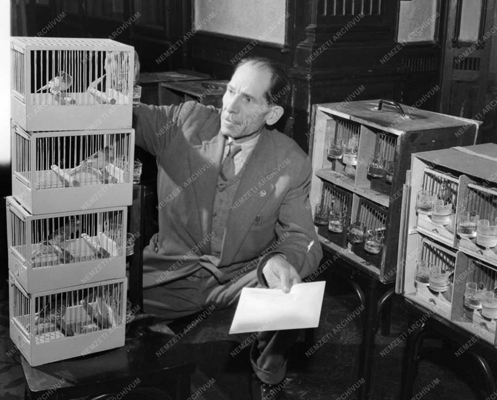 Érdekesség - Nemzetközi kanáriverseny és -kiállítás