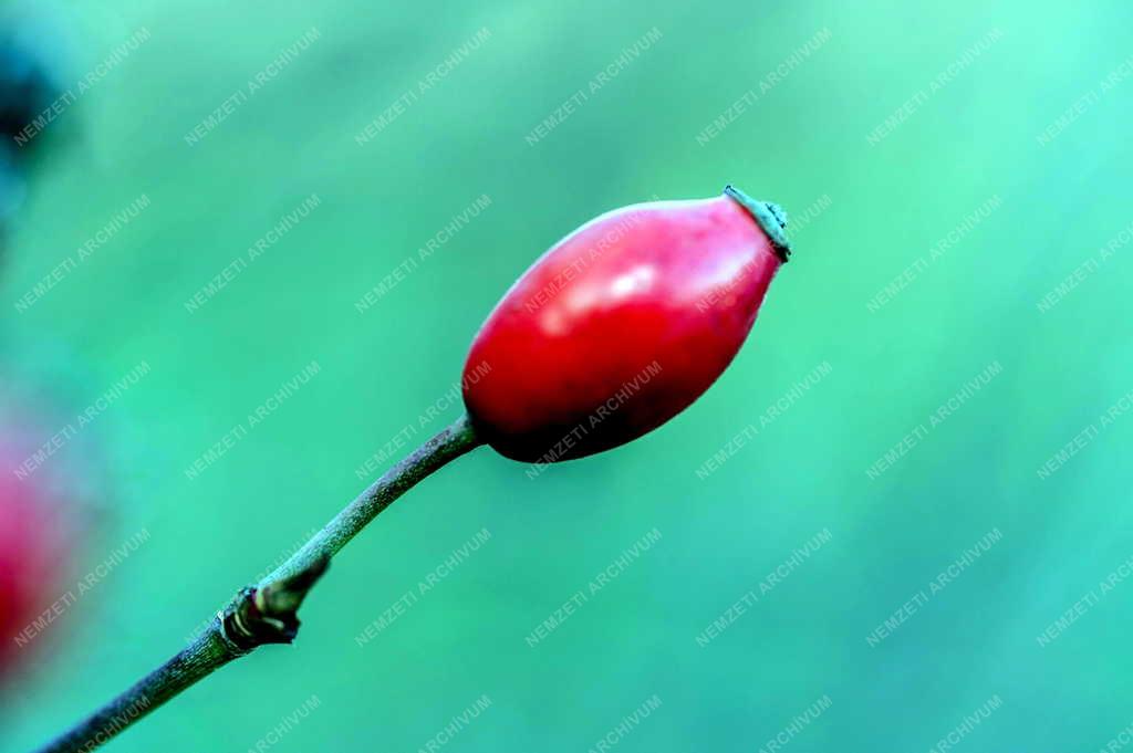 Természet - Csipkebogyó