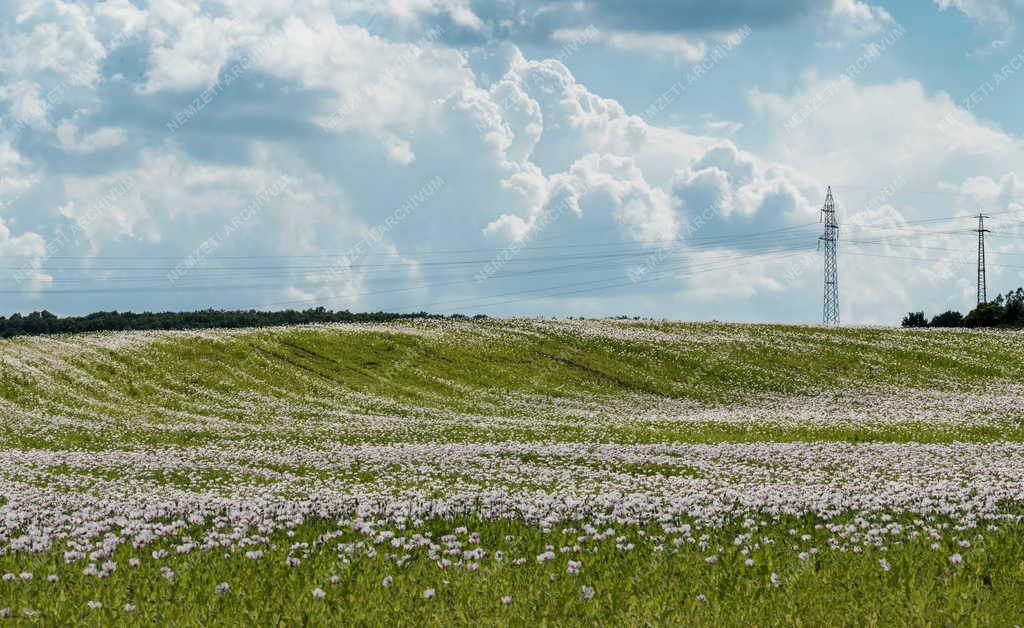 Mezőgazdaság - Máktábla Zircnél 