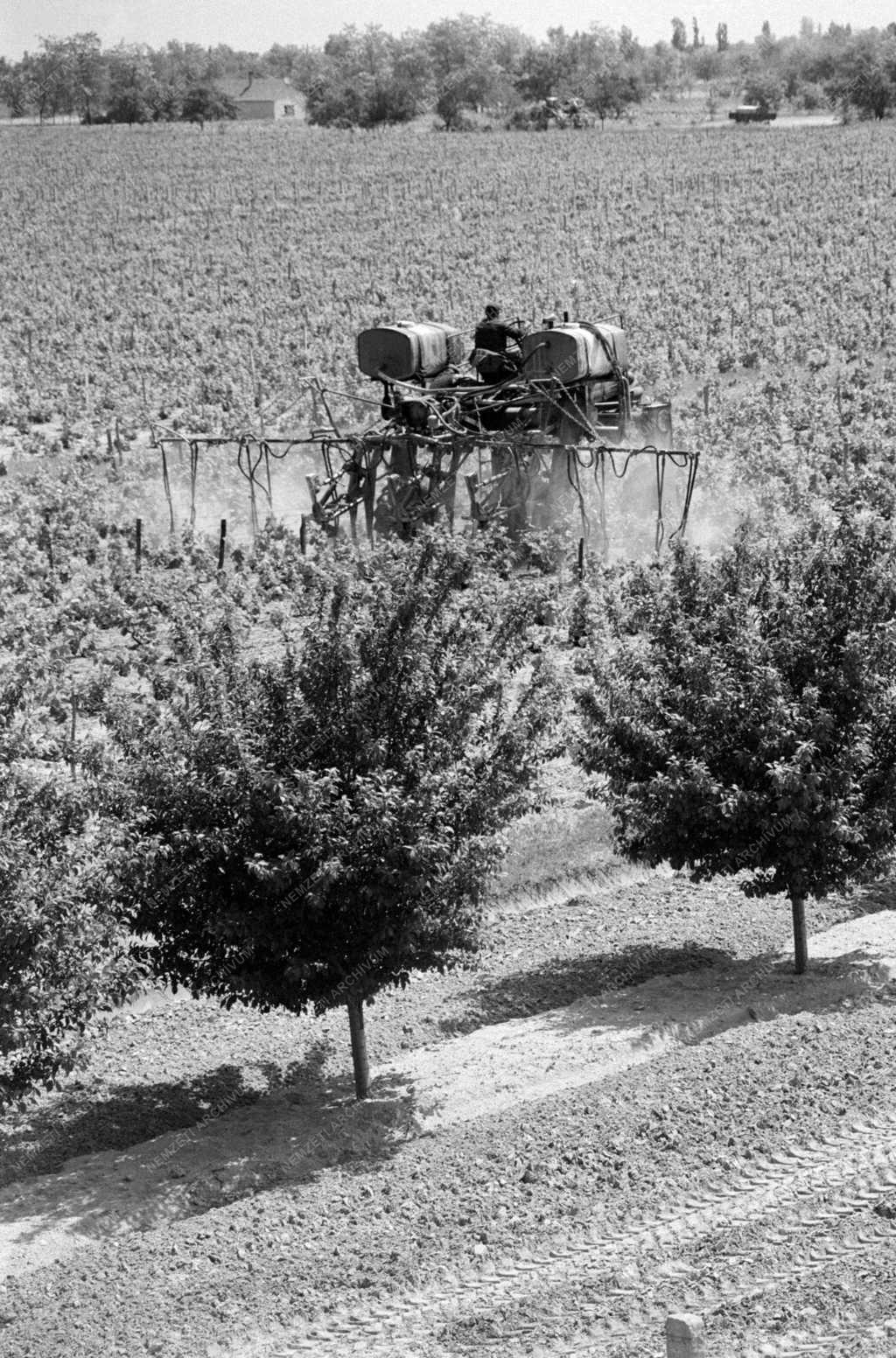 Mezőgazdaság - Védekezés a szőlő peronoszpóra ellen