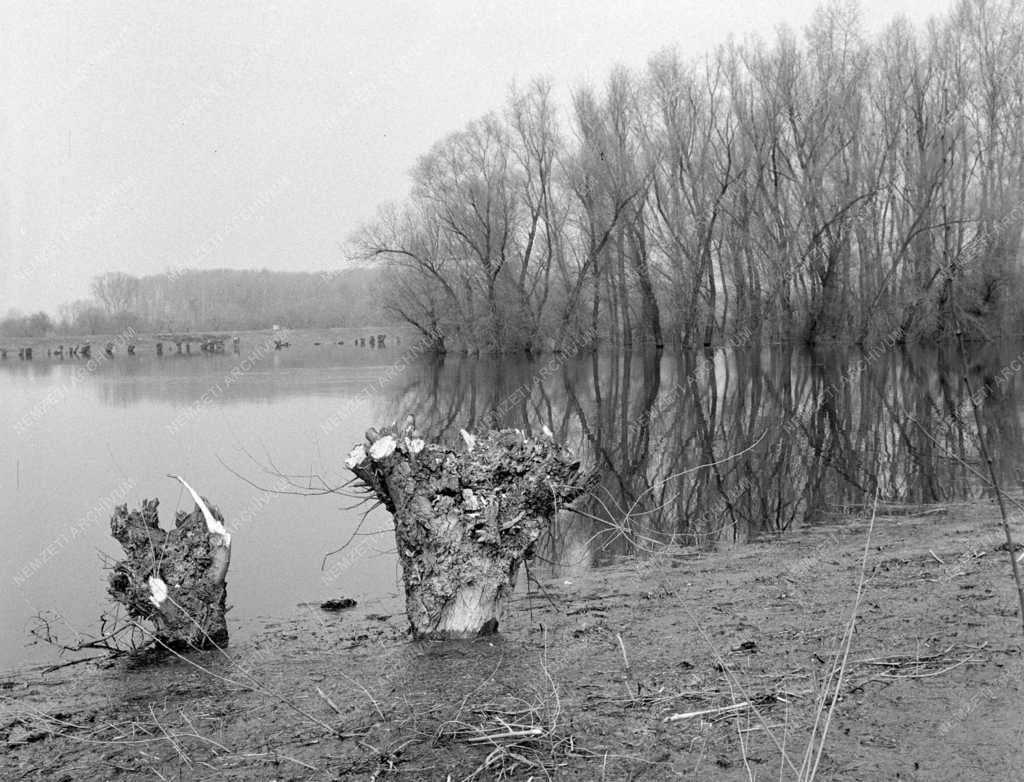 Természet - Tájkép