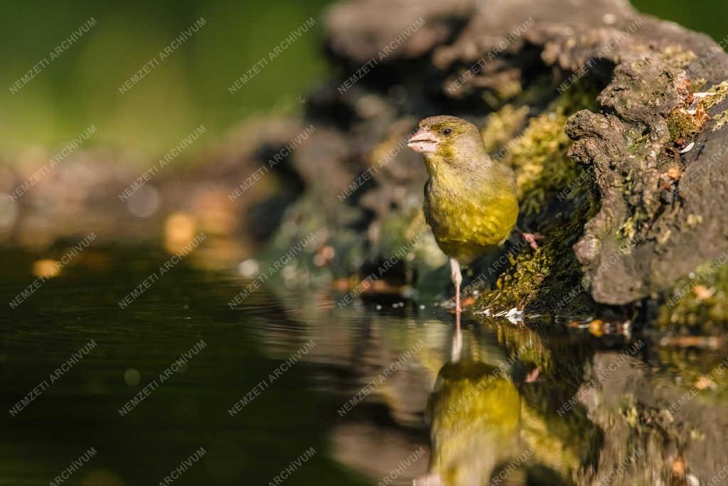 Természet - Tiszaalpár - Zöldike