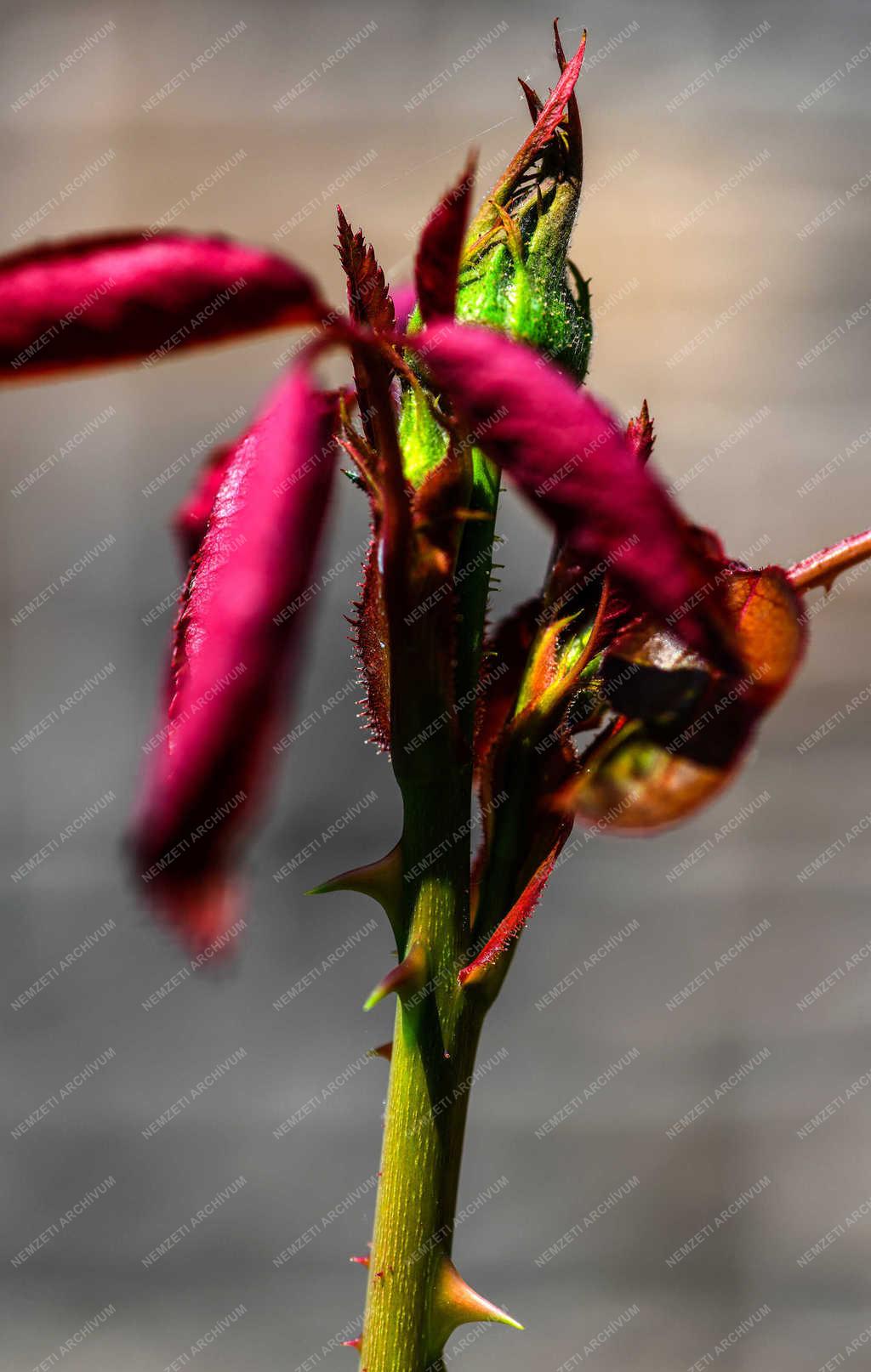 Természet - Debrecen - Virágzó rózsabimbó