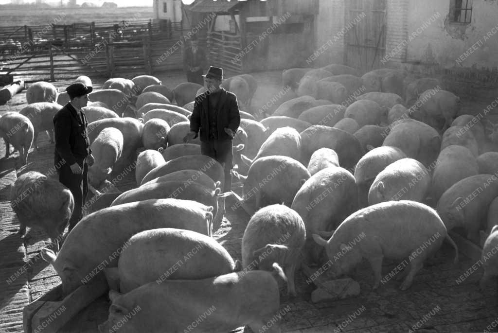 Mezőgazdaság - Állattenyésztés - Vörös Csillag Tsz