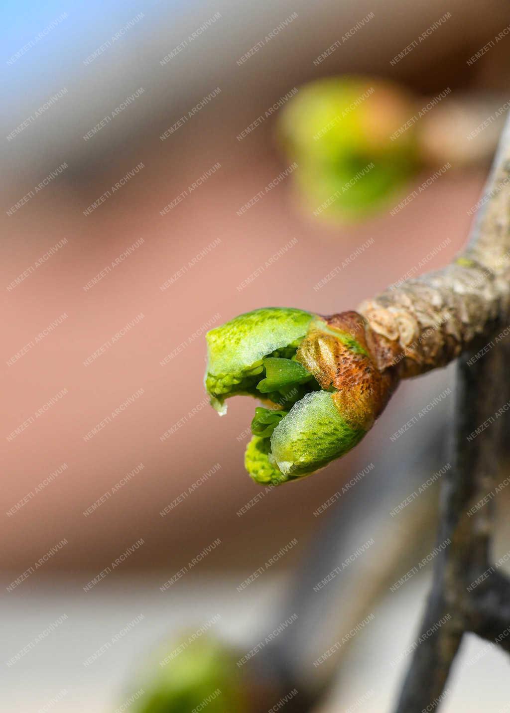 Természet - Debrecen - Tavaszi rügyfakadás