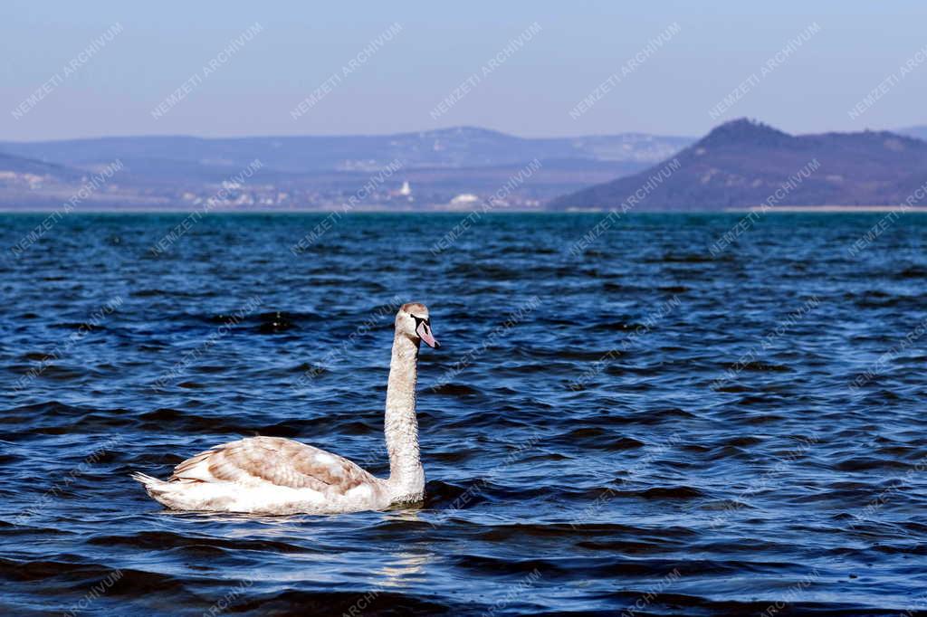 Természet - Hattyú Balatonföldvárnál
