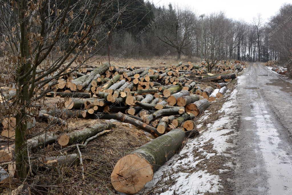 Természet - Nagy-Hideg-hegy - Elszállításra váró farönkök