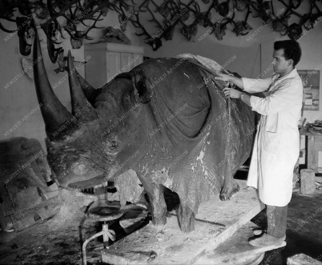 Kultúra - Természettudomány - Országos Természettudományi Múzeum állattára