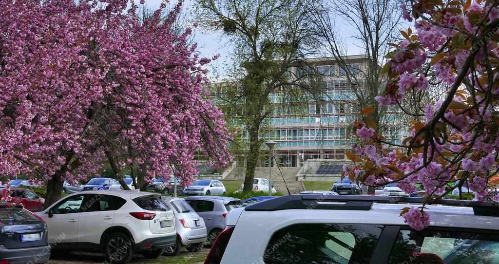Városkép - Gödöllő - Virágzó díszfák az egyetem parkjában