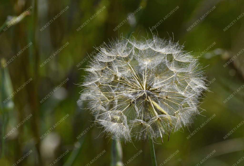 Természet - Közönséges bakszakáll