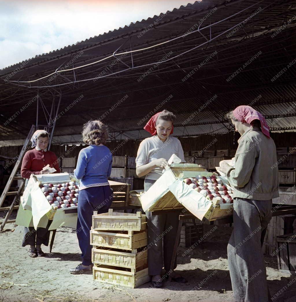 Mezőgazdaság - Növénytermesztés - Alma