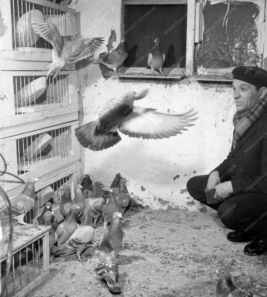 Állattenyésztés - Galambtenyésztés Budapesten