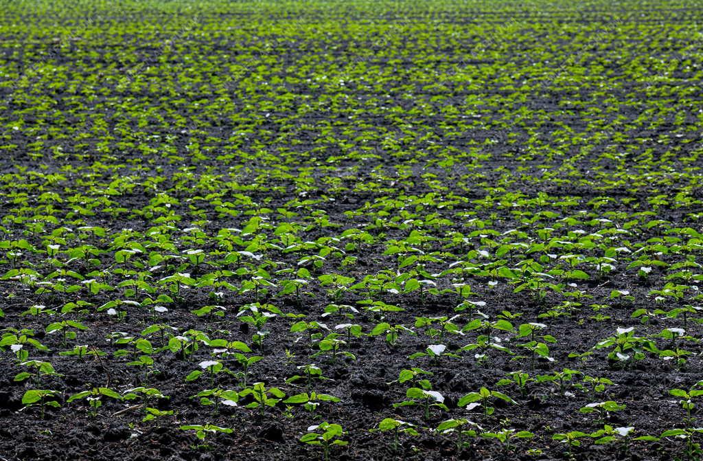 Mezőgazdaság - Szántóföldi növények Hajdúszovátnál