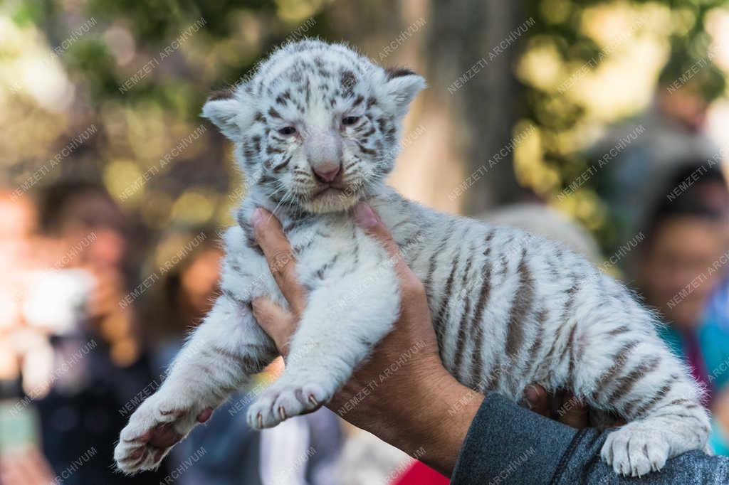 Természetvédelem - Felsőlajos - Fehér tigris