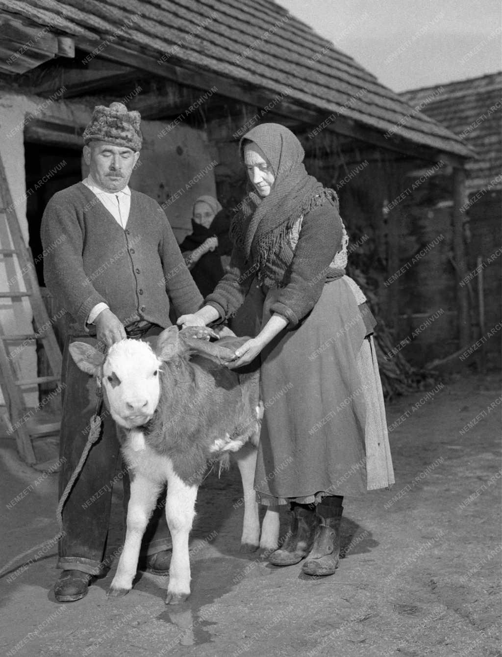 Mezőgazdaság - Érdekesség - Hatlábú borjú született Tolna megyében