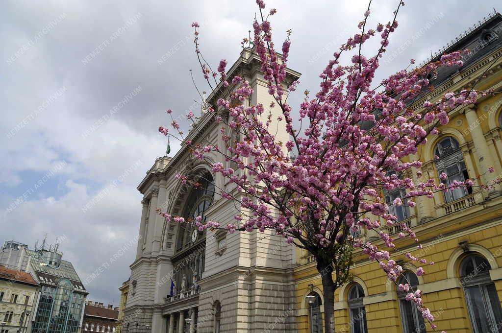 Természet - Városkép - Virágzó mandulafa a Keleti pályaudvarnál