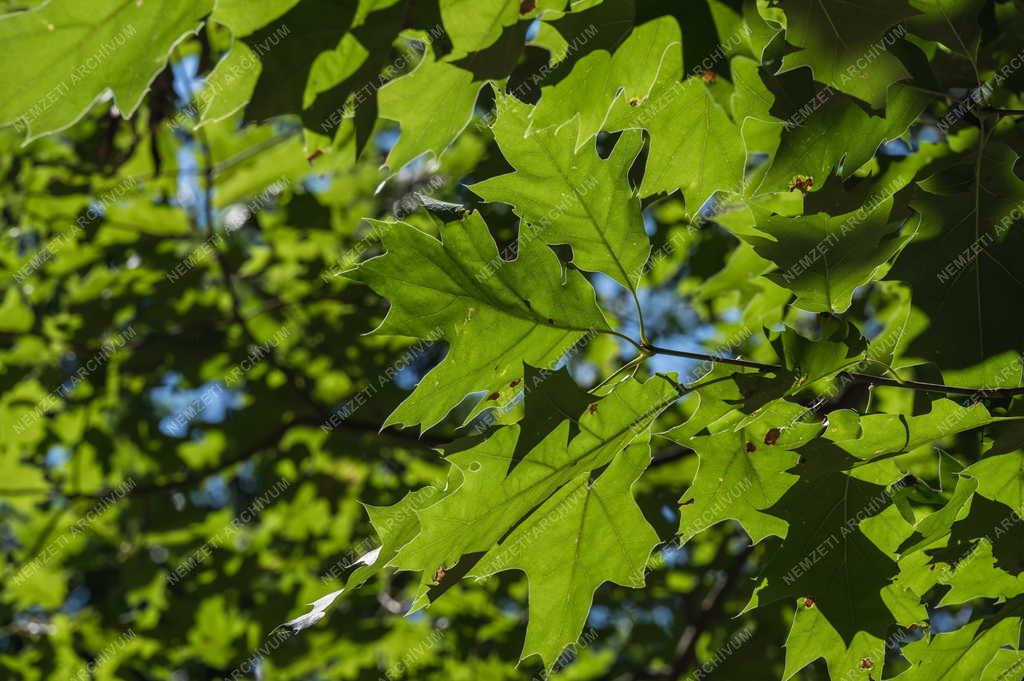 Természet - Kám - Jeli Arborétum
